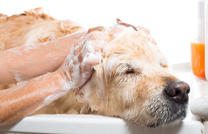 Washing your dog dog Grooming tips for the winter