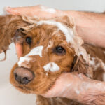 Pet grooming for health benefits