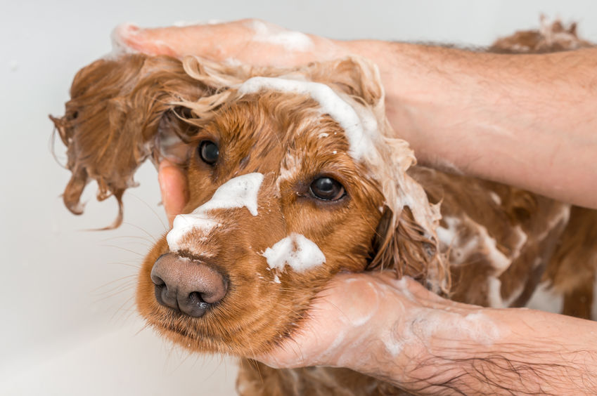 Pet grooming for health benefits