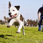 Dog parks benefit dogs