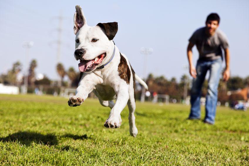 Dog parks benefit dogs