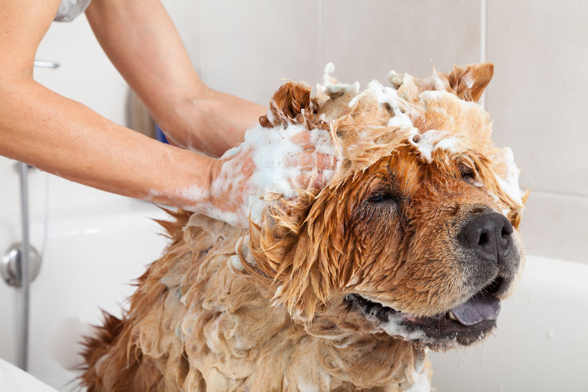 Bath time for your dog