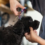 Professional dog grooming