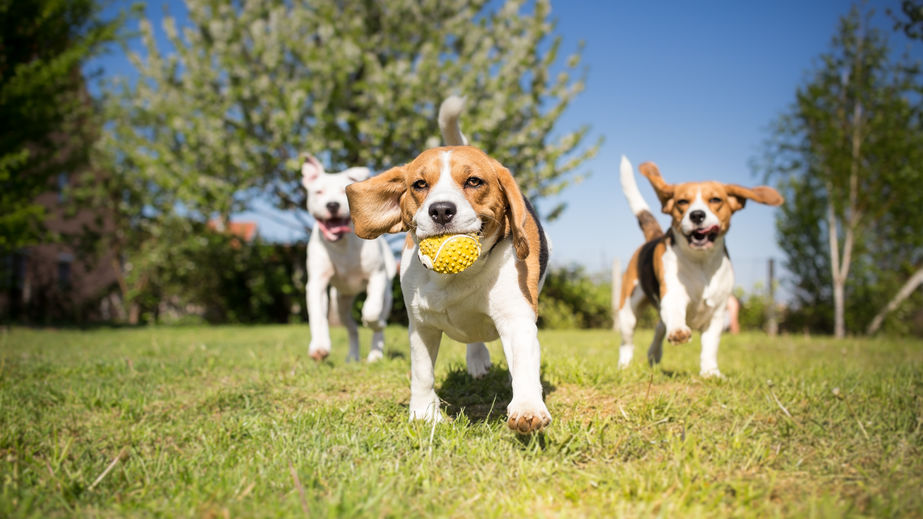 Dog playdates with D'Tails Grooming