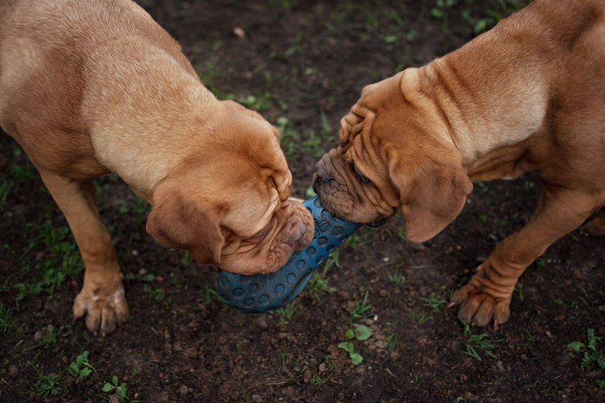 Dog playdates with D'Tails Grooming