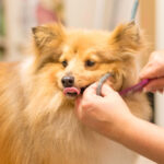 professional dog groomer grooming a small dog