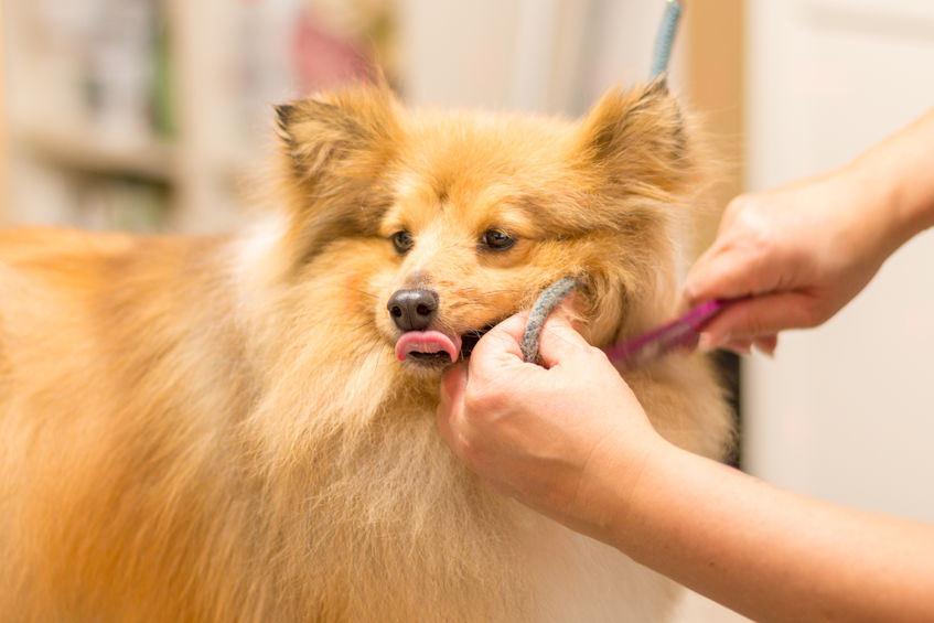 professional dog groomer grooming a small dog