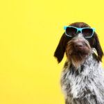 German pointer dog with sunglasses on yellow background