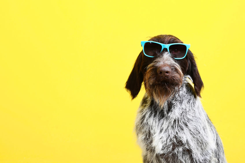 German pointer dog with sunglasses on yellow background German pointer dog with sunglasses on yellow background