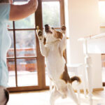 Woman playing with her dog in her home