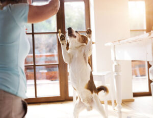 Woman playing with her dog in her home