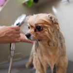 A woman showers a cute Pomeranian dog in a grooming salon
