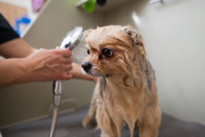 A woman showers a cute Pomeranian dog in a grooming salon