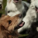 dogs playing together