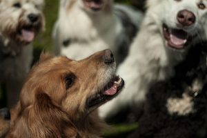 dogs playing together